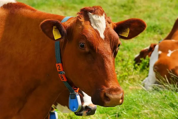 Удмуртия: стадо крупного рогатого скота мясных пород выросло на 64%  