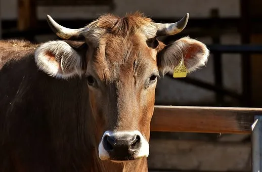Удмуртия планирует на 22% увеличить выпуск говядины высшего качества  