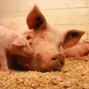 Управление Россельхознадзора: африканская чума свиней всё ближе подходит к Удмуртии