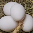 Производство яиц в Удмуртии в 2022 г. вырастет на 2,5%, мяса птицы — останется на уровне 2021 г.