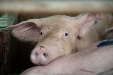 Очаги распространения африканской чумы свиней зафиксировали у границ Удмуртии