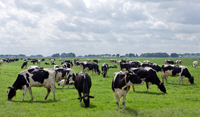 Первая партия импортного скота из Венгрии поступила на сельскохозяйственное предприятие в Удмуртии