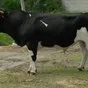 быки с откорма на убой Марий Эль в Йошкаре-Оле
