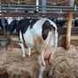 коровы выбраковка на убой Удмуртия  в Ижевске