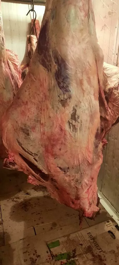 мясо говядина в тушах  в Сарапуле 8